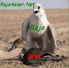 nari  3la  nsar